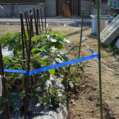 ���Υ��������� ���쥹 STOP�ơ��� ��30mm��20m�� 5�� �쥤��ܡ��� ���Υ����ο����ɻ�