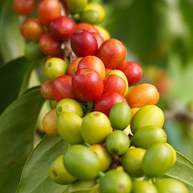 ҡ٥å / ͣåȤޤ [ҡ֤5 - 11ޤ] ̵/34%OFF/ƱԲġ