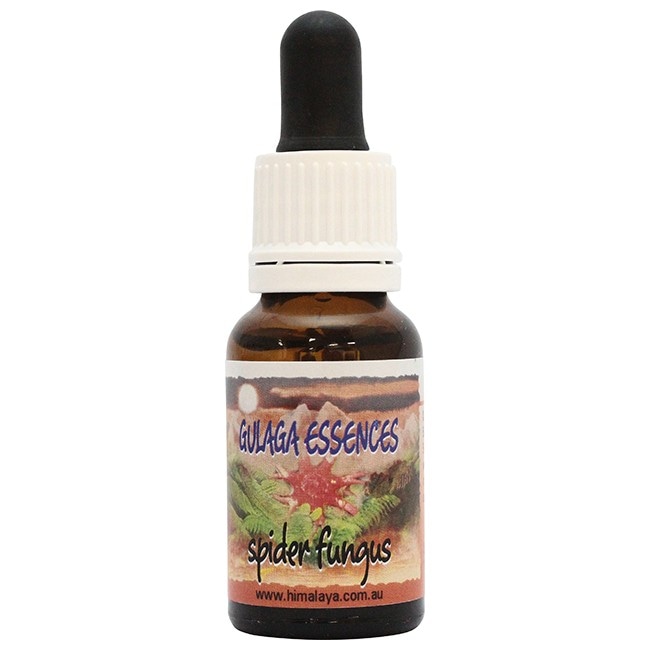 スパイダーファンガス[Spider Fungus]