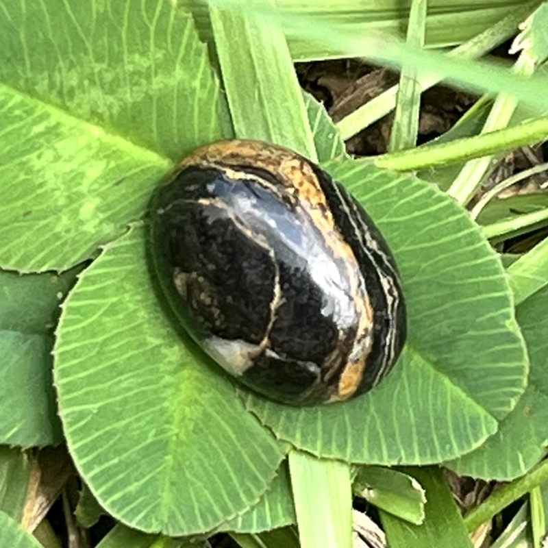 フロンデライト・カボション（メロディ・ガレージセール）12