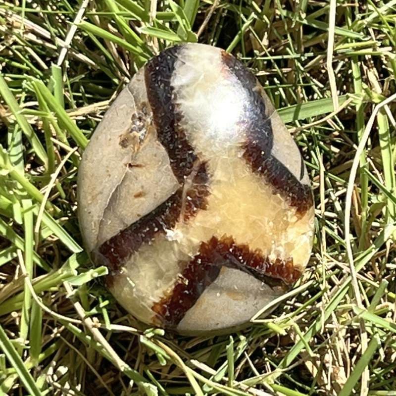 セプタリアン・平型タンブル2