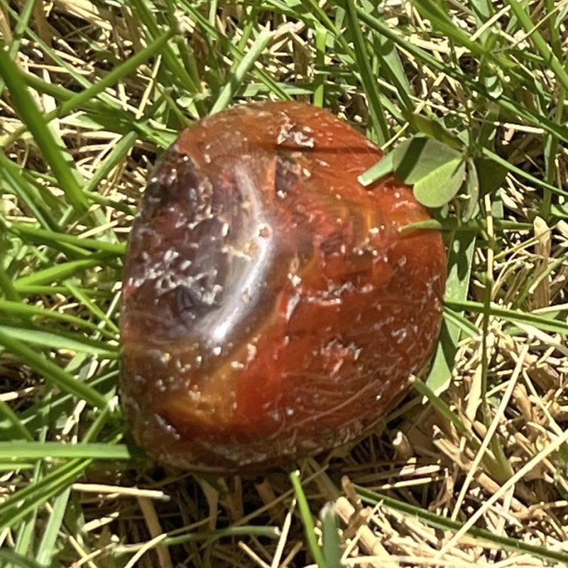 ドリームコート・レムリアン・タンブル6