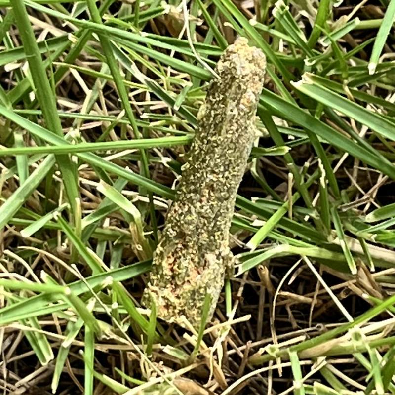 クォーツ・ウィズ・エピドート（メロディ・ガレージセール）6