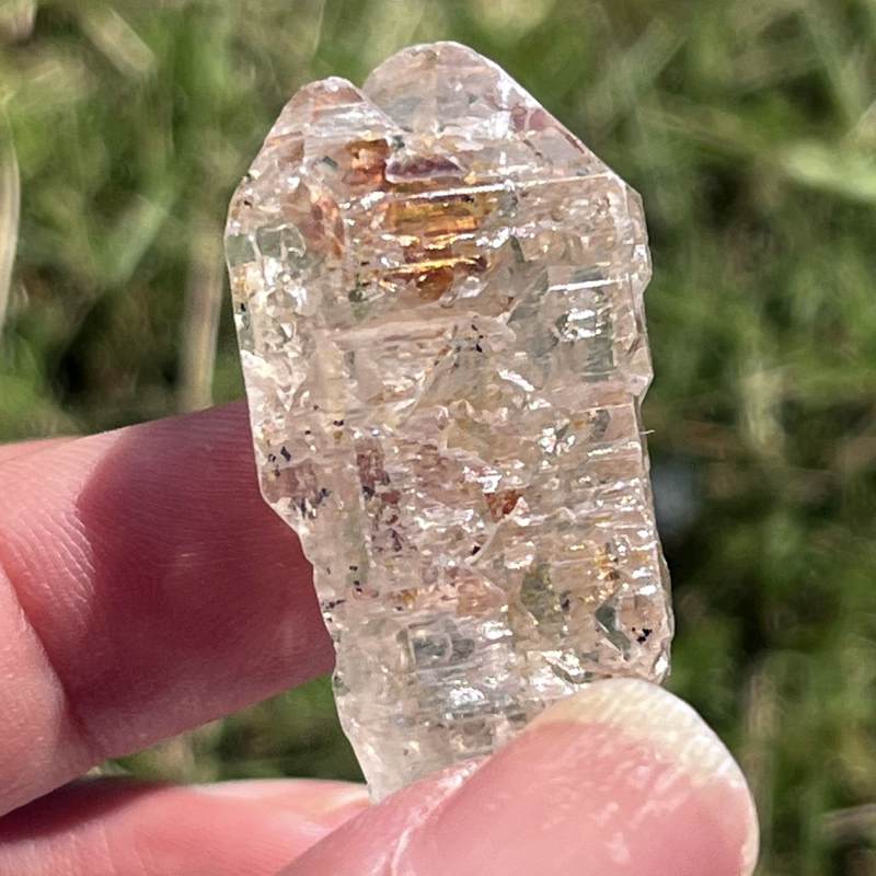 マダガスカル・フェアリーセプター（小）5