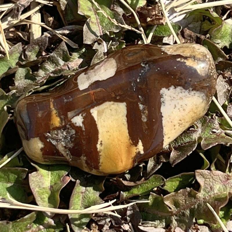 ングニ ジャスパー・タンブル1