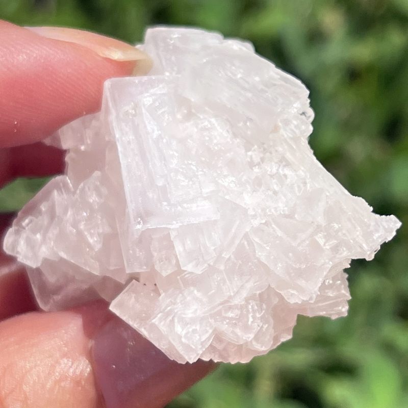 ピンク・ハーライト8（大）