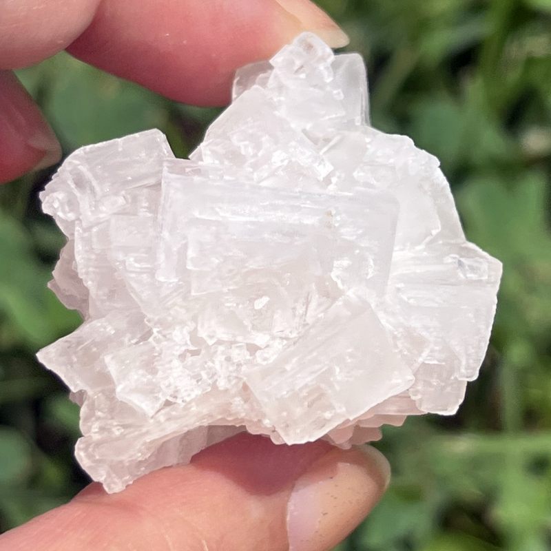 ピンク・ハーライト8（大）