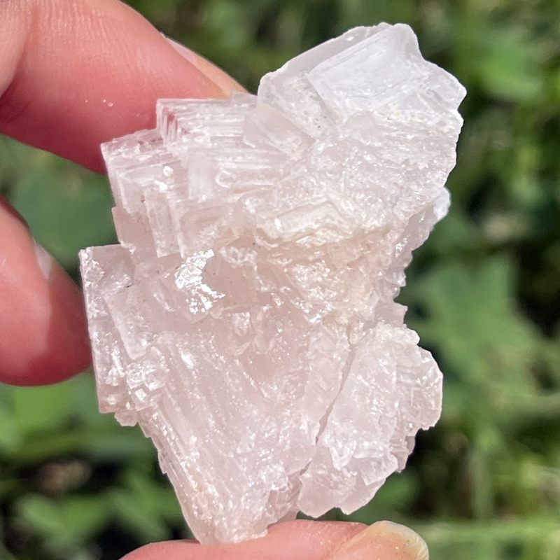 ピンク・ハーライト8（大）