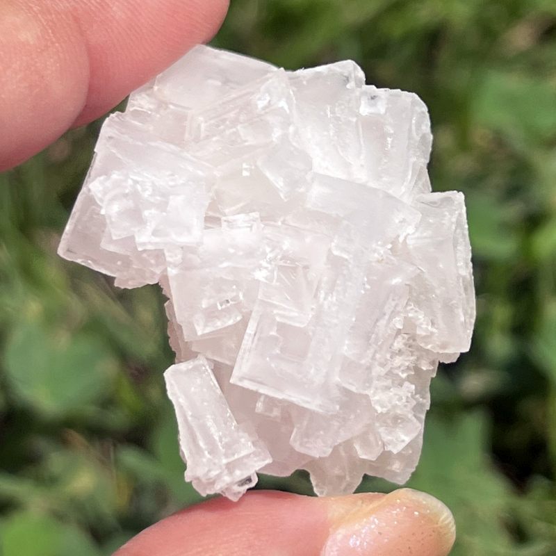 ピンク・ハーライト8（大）