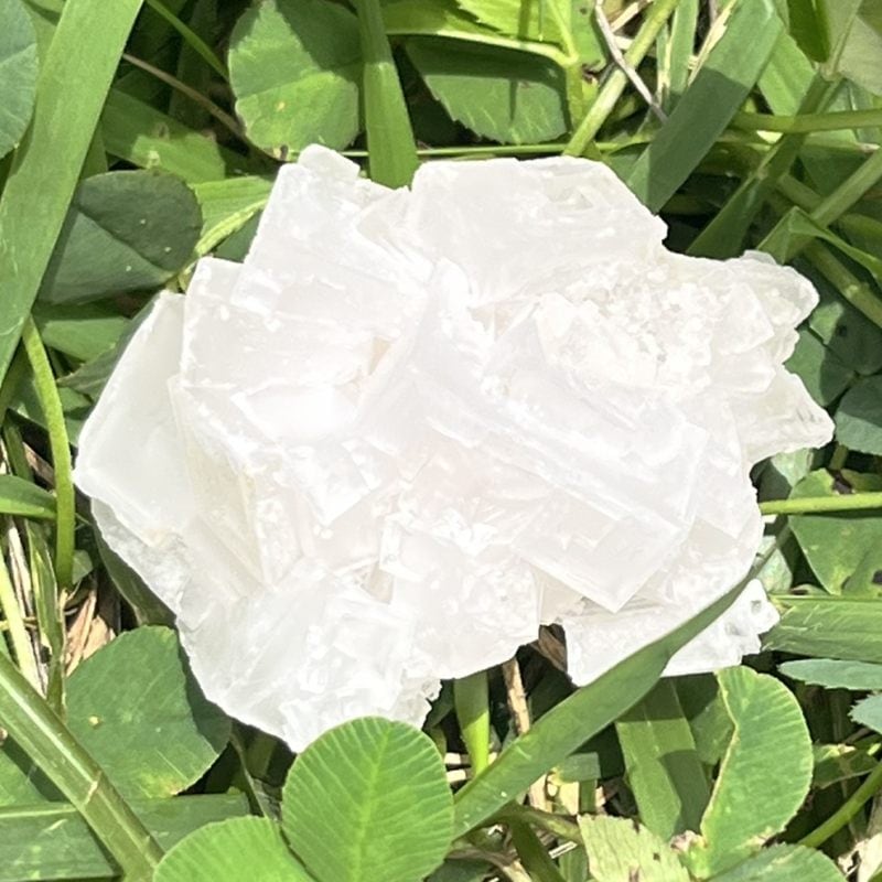 ピンク・ハーライト8（大）