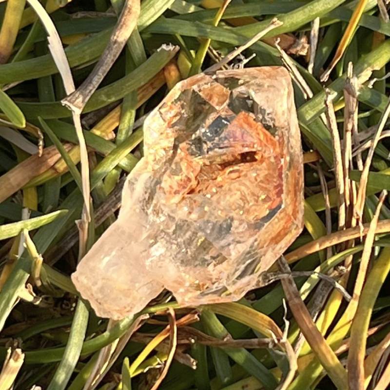 マダガスカル・フェアリーセプター（小）6