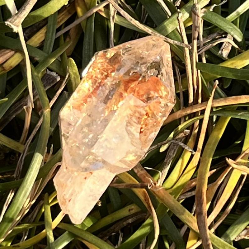 マダガスカル・フェアリーセプター（小）6