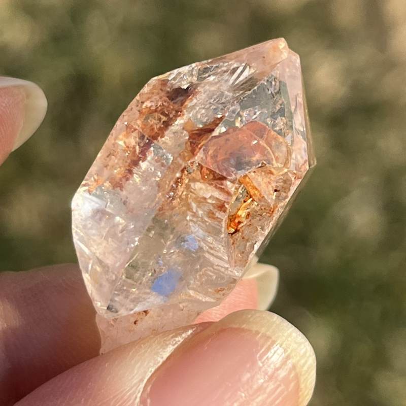 マダガスカル・フェアリーセプター（小）6