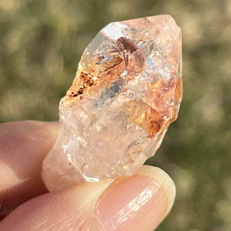 マダガスカル・フェアリーセプター（小）6