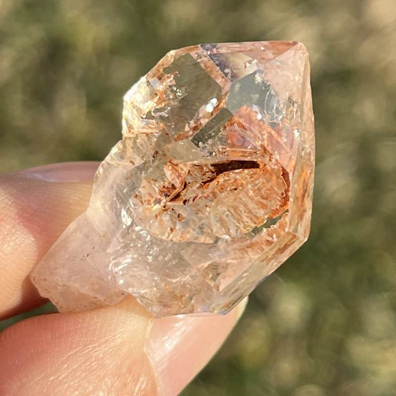 マダガスカル・フェアリーセプター（小）6