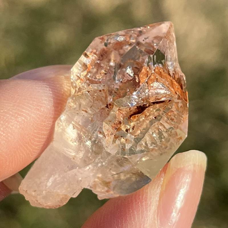 マダガスカル・フェアリーセプター（小）6