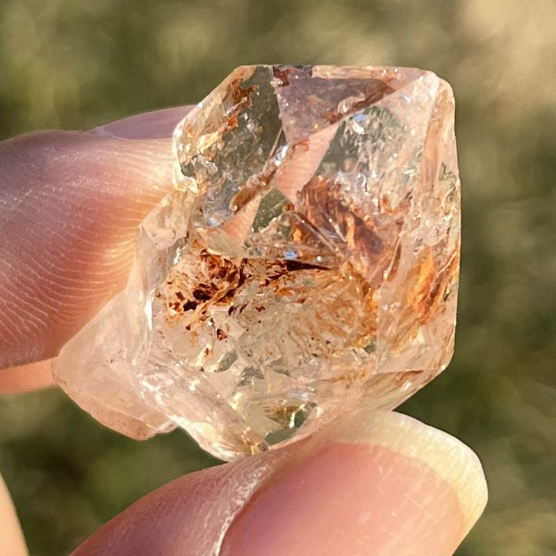 マダガスカル・フェアリーセプター（小）6