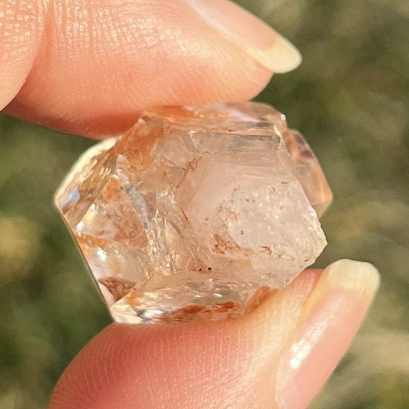 マダガスカル・フェアリーセプター（小）6