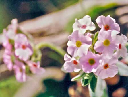 チルドレンズフラワー[Children's Flower]