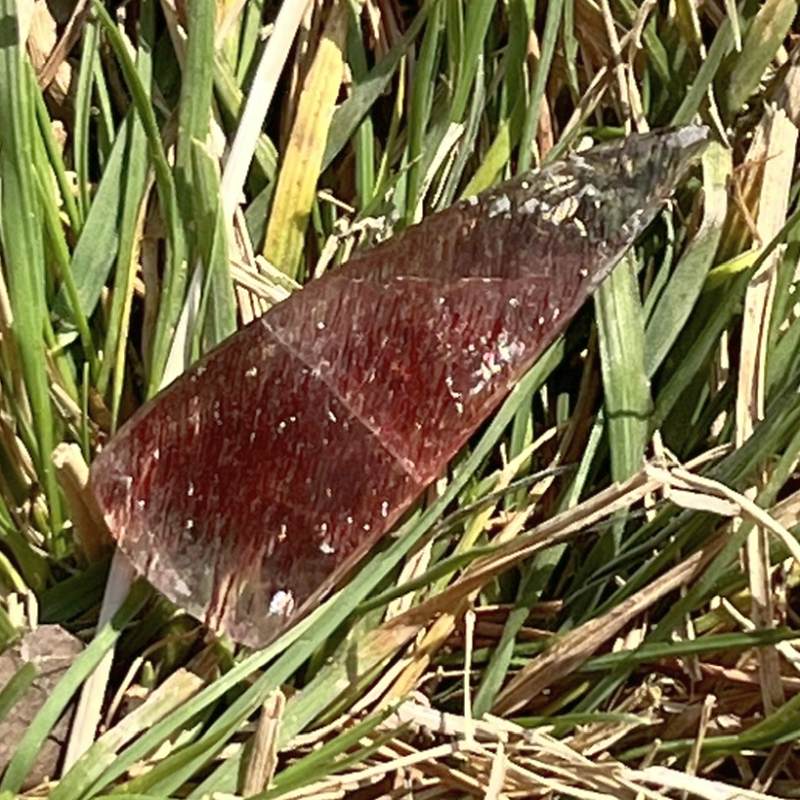 スーパーセブン・ルース（メロディ・ガレージセール）10