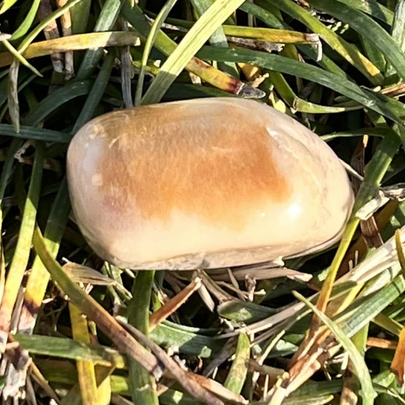 エンジェル・ファントムクォーツ・タンブル3