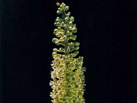 ヒーリング[Healing]