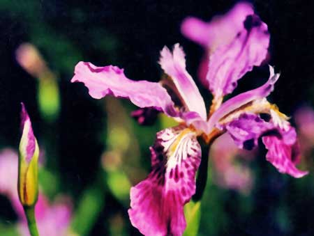 ヒドゥンスプレンダー[Hidden Splendor]