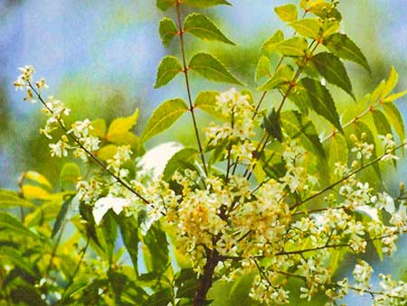 イサン(ニーム)[Isan(Neem)]