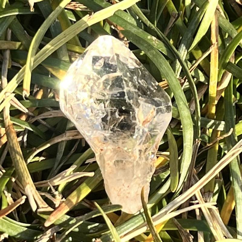 マダガスカル・フェアリーセプター