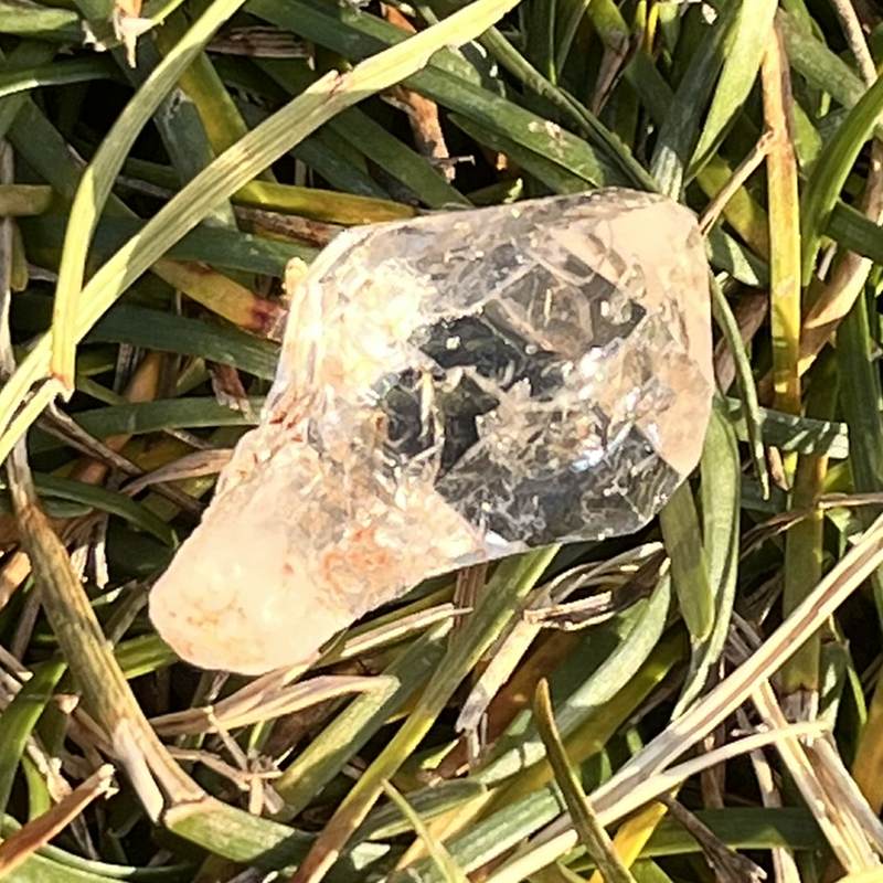 マダガスカル・フェアリーセプター