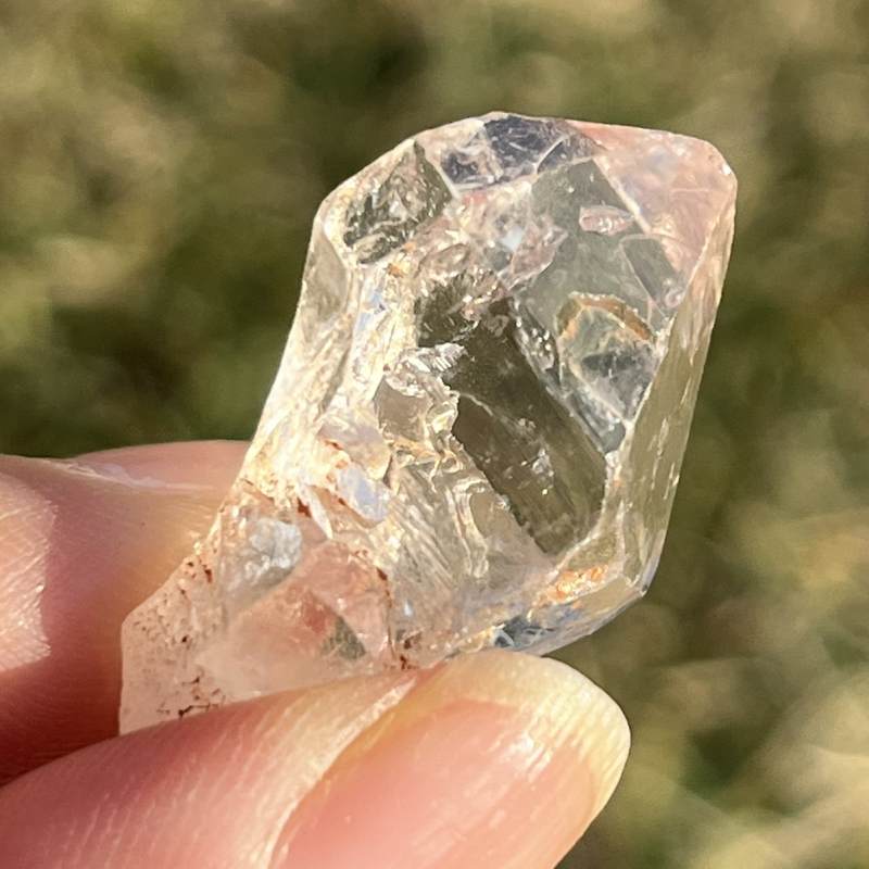 マダガスカル・フェアリーセプター