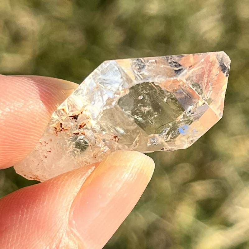 マダガスカル・フェアリーセプター