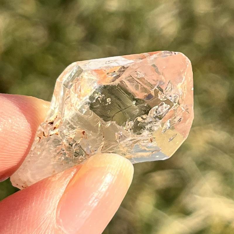 マダガスカル・フェアリーセプター