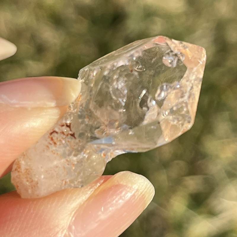 マダガスカル・フェアリーセプター