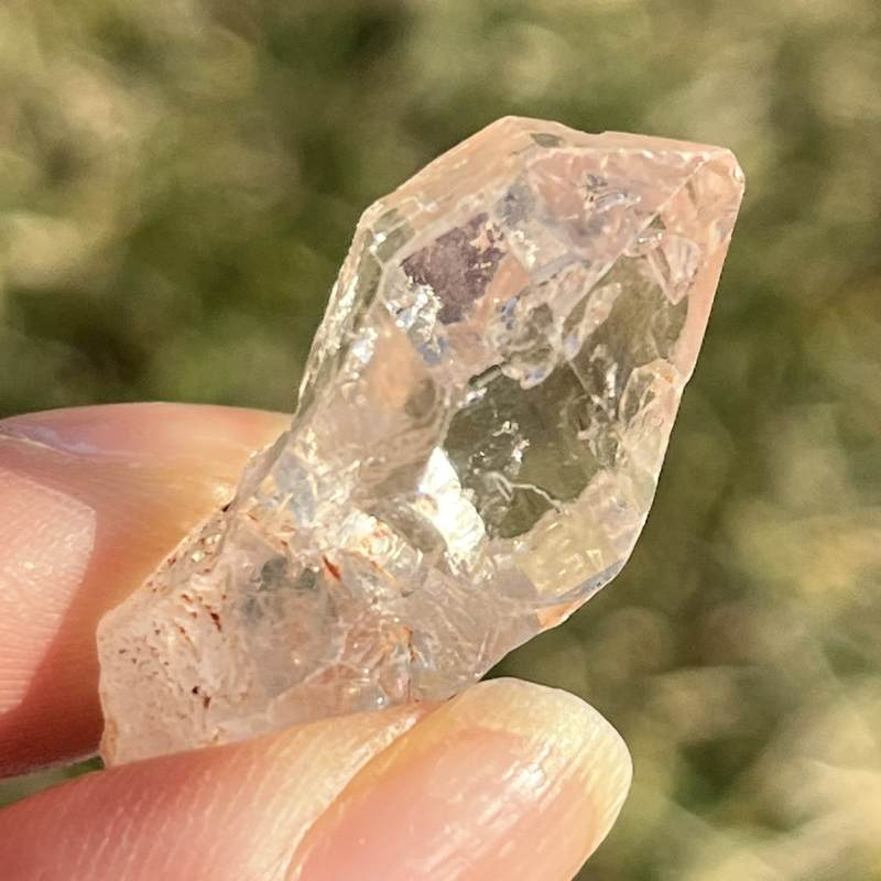 マダガスカル・フェアリーセプター