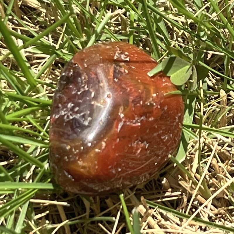 ドリームコート・レムリアン・タンブル6