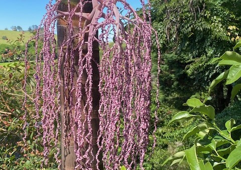 フェニックスライジング[Phoenix Rising]