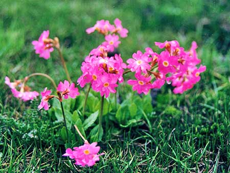 ピンクプリムラ[Pink Primula]