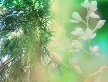 ルーツアンドウィングス[Roots and Wings]