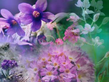 サットチットアナンダ[Sat Chit Ananda]