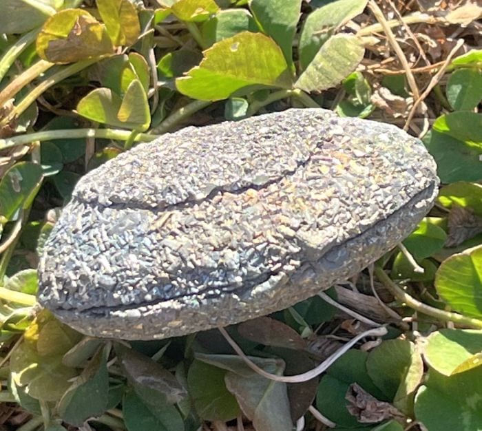 ボージャイストーン 原石 希少 楽天市場】希少 ボージーストーン Boji Stone 化石 男女ペア