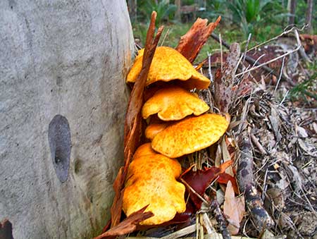 シナジー[Synergy]