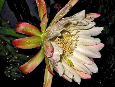 ベールオブドリームス[Veil of Dreams]