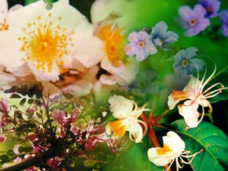 バイタルスパーク[Vital Spark]