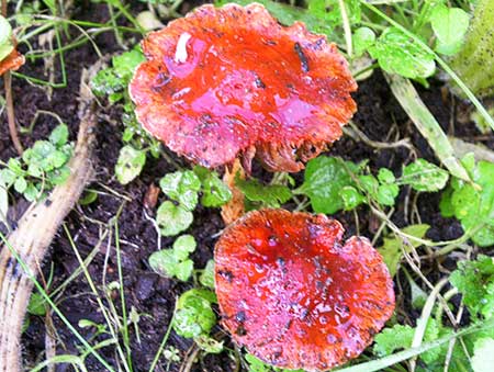 ウームウィズアビュー[Womb with a View]