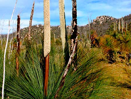 ウォーリアー[Warrior]