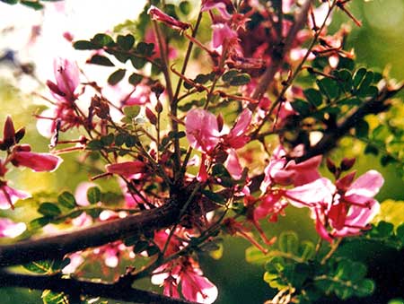 オーラクリーニングスプレー[Aura Cleaning Spray]