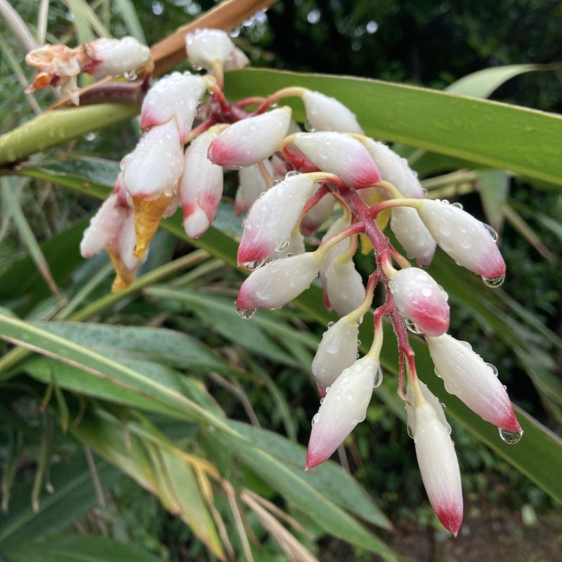 奄美の島ハーブで作ったハーブウォーター「月桃」／ローズゼラニウムエキス入り