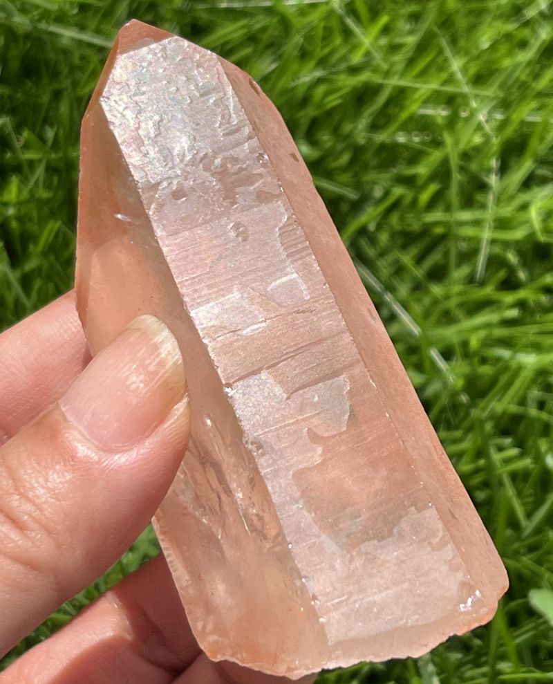 タンジェローズ・ポイント(スターブラリー、セルフヒールド、レインボウ）