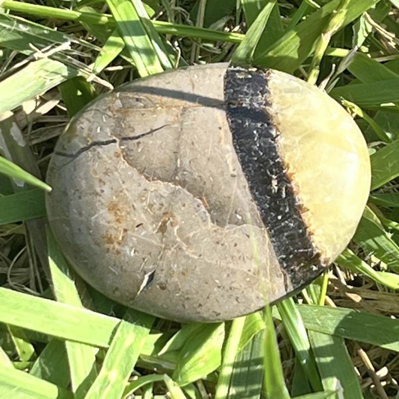 セプタリアン・平型タンブル4